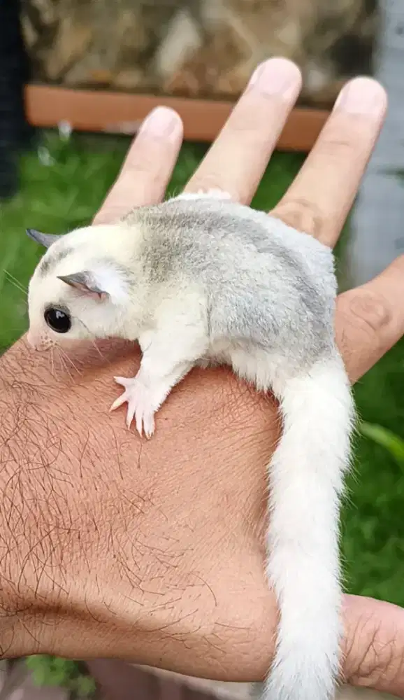 Sugar glider mozaic betina