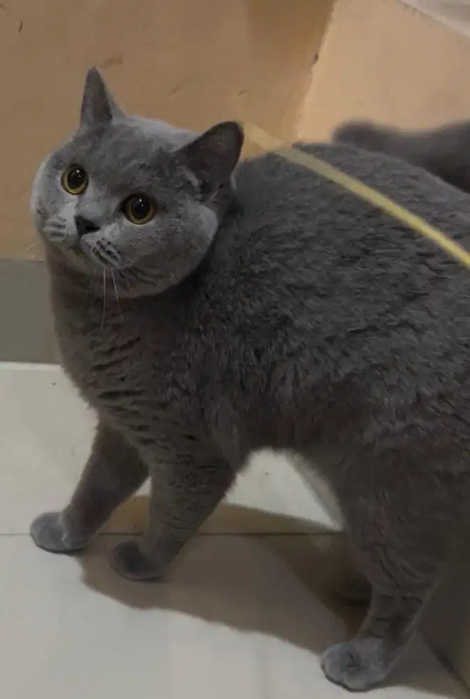 Kucing british shorthair bsh british short hari