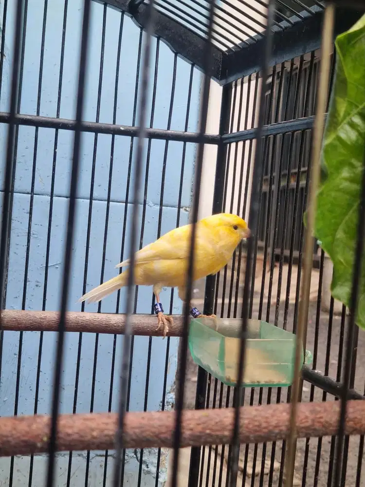 KENARI AF RING PETERNAK BURJA BACA DESKRIPSI