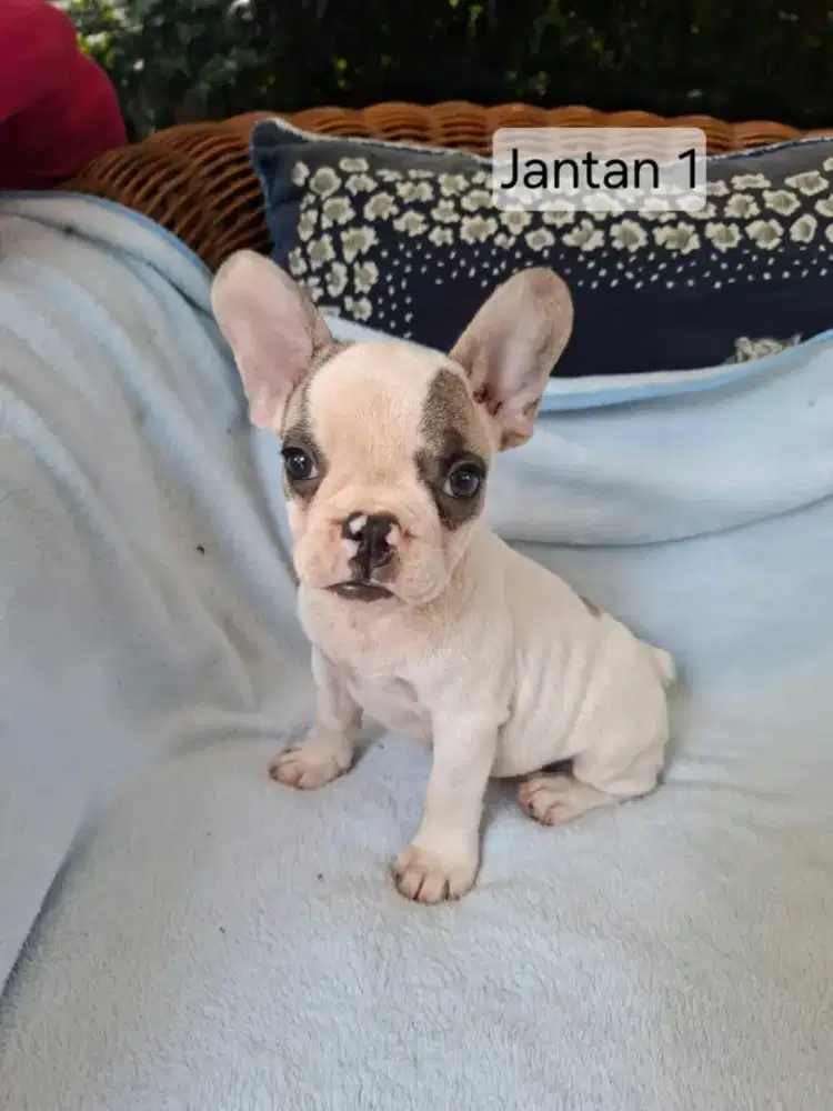 French Bulldog Puppy