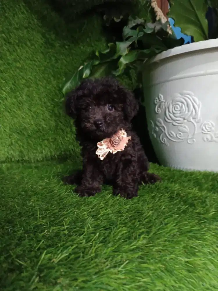 Poodle betina hitam tiny kosongan