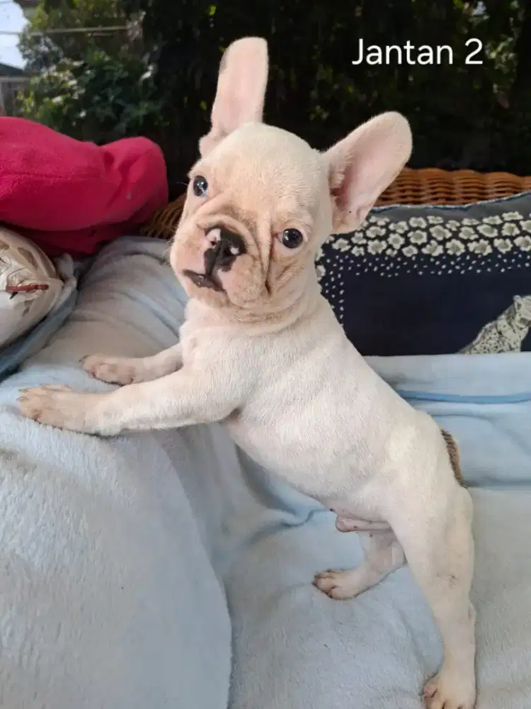 French Bulldog puppu