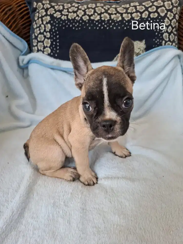French Bulldog puppy