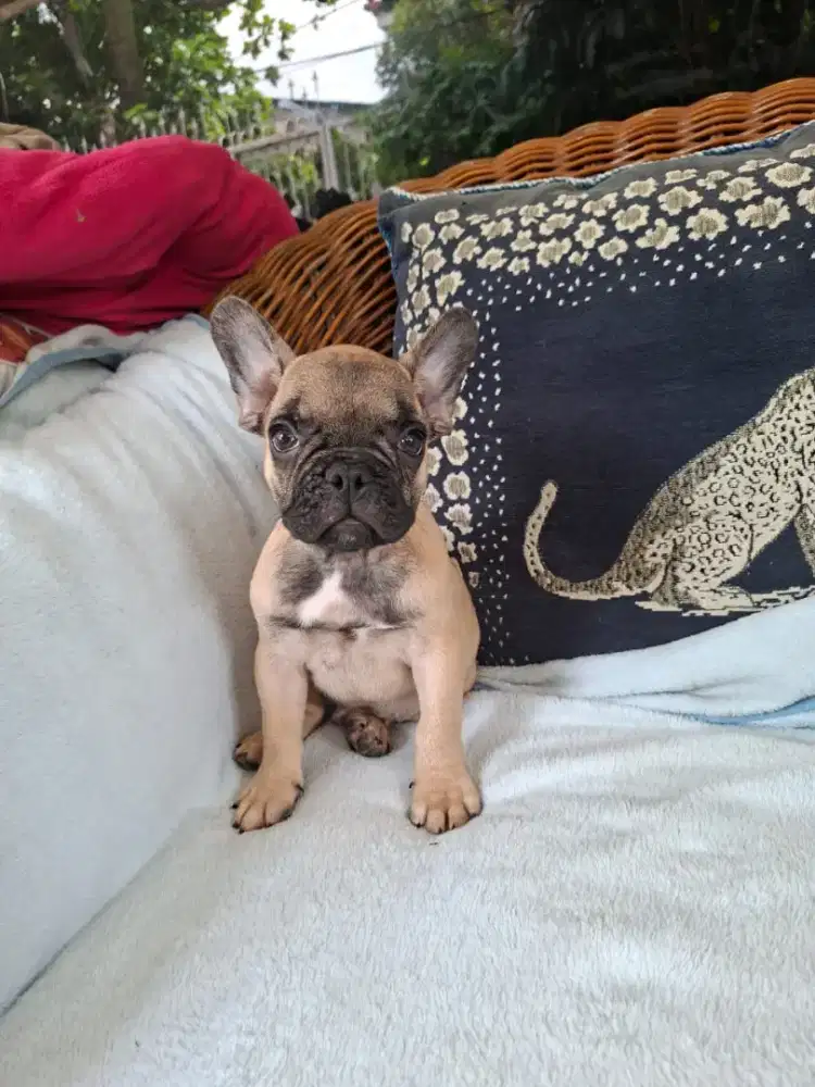 French Bulldog Puppy