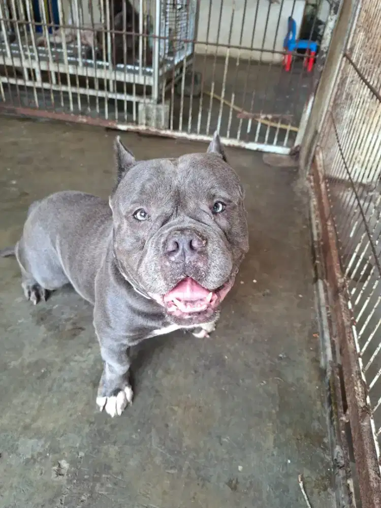 American Bully exotic