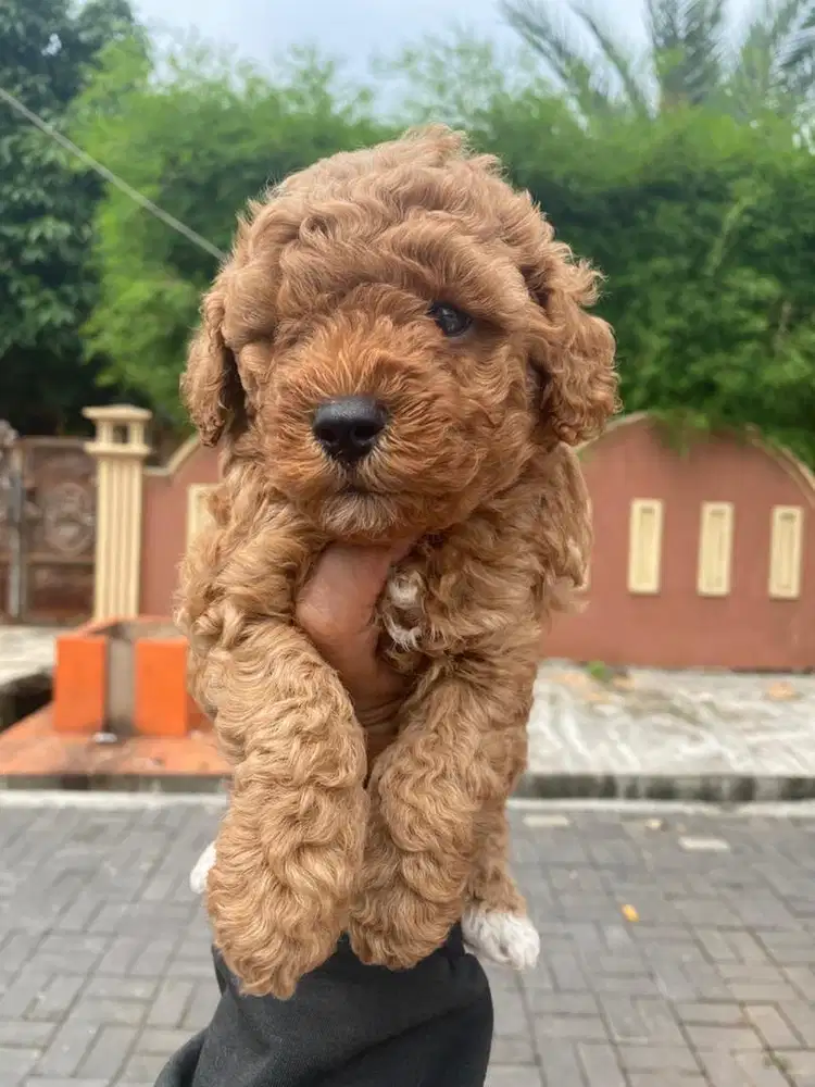 Toy poodle betina dan jantan