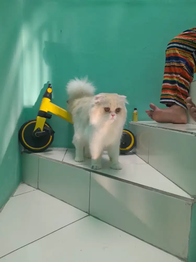 kucing scottish fold #kucinglucu