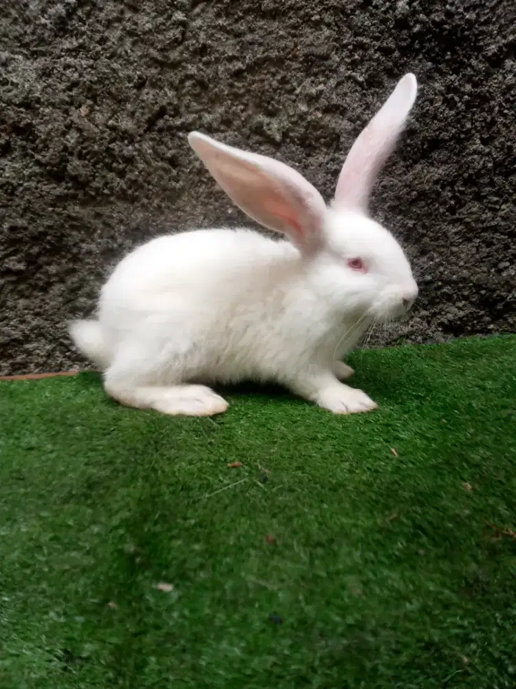 Kelinci Flemish Giant anakan