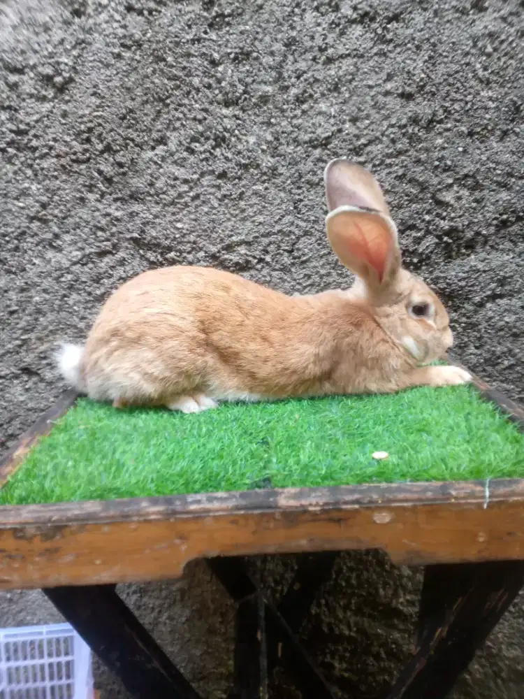 Kelinci Flemish Giant indukan