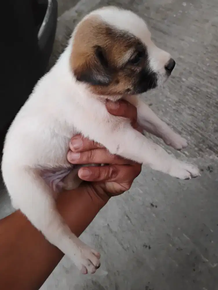 Puppy jack Russell betina