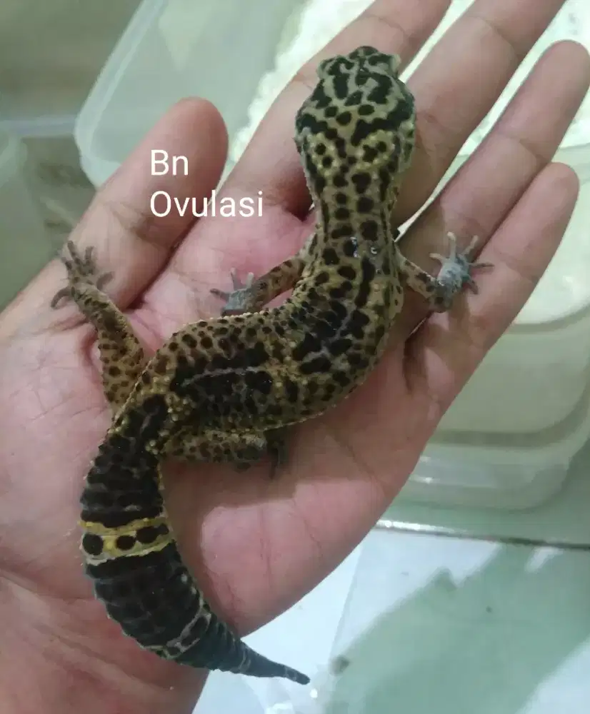 Leopard gecko murah