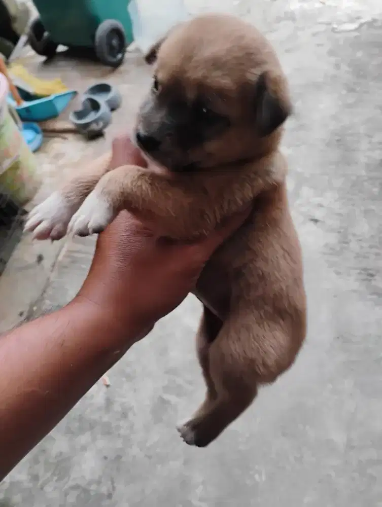 Anjing pom mix betina