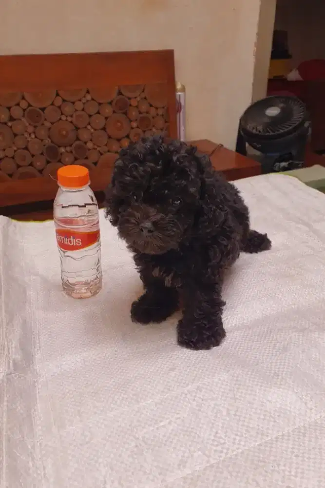 Jual Tiny Poodle Dark Silver Jantan