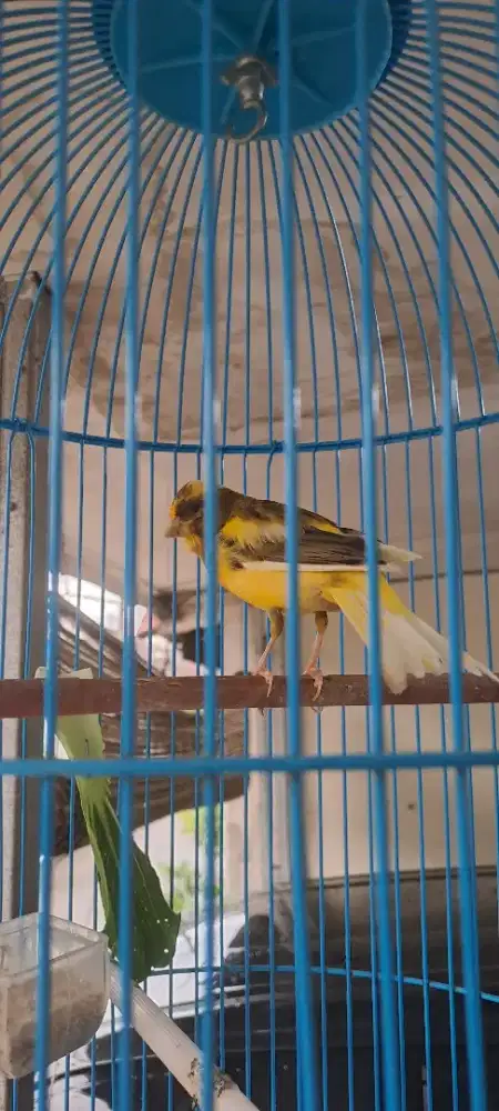 Kenari ori kalitan gacor durasi