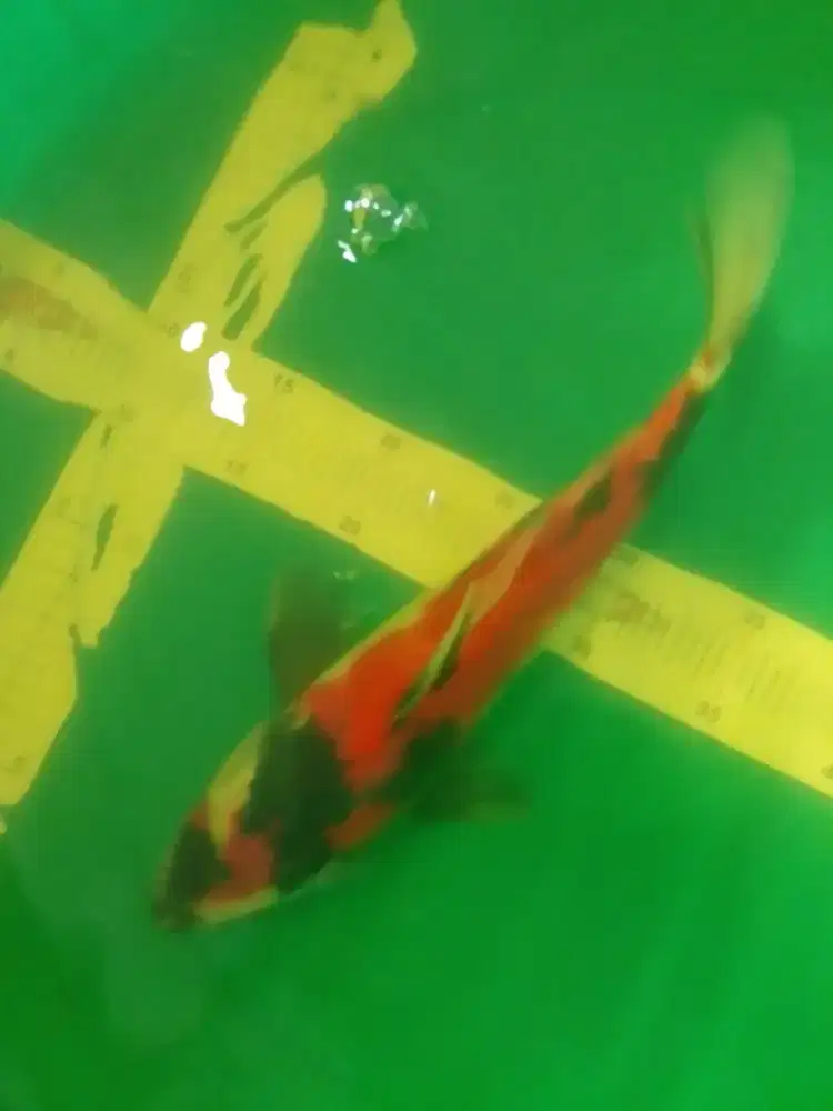 Ikan koi jenis Showa 37cm warna merah