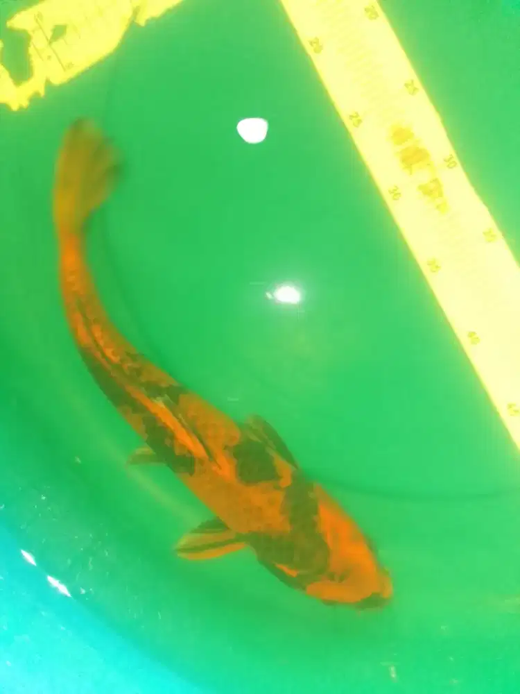 Ikan koi jenis Kin Utsuri 40cm male antik