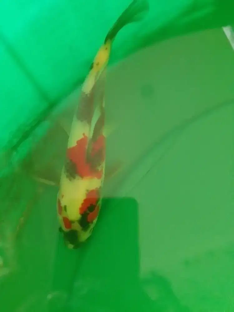 Ikan koi jenis Showa 23cm High Quality