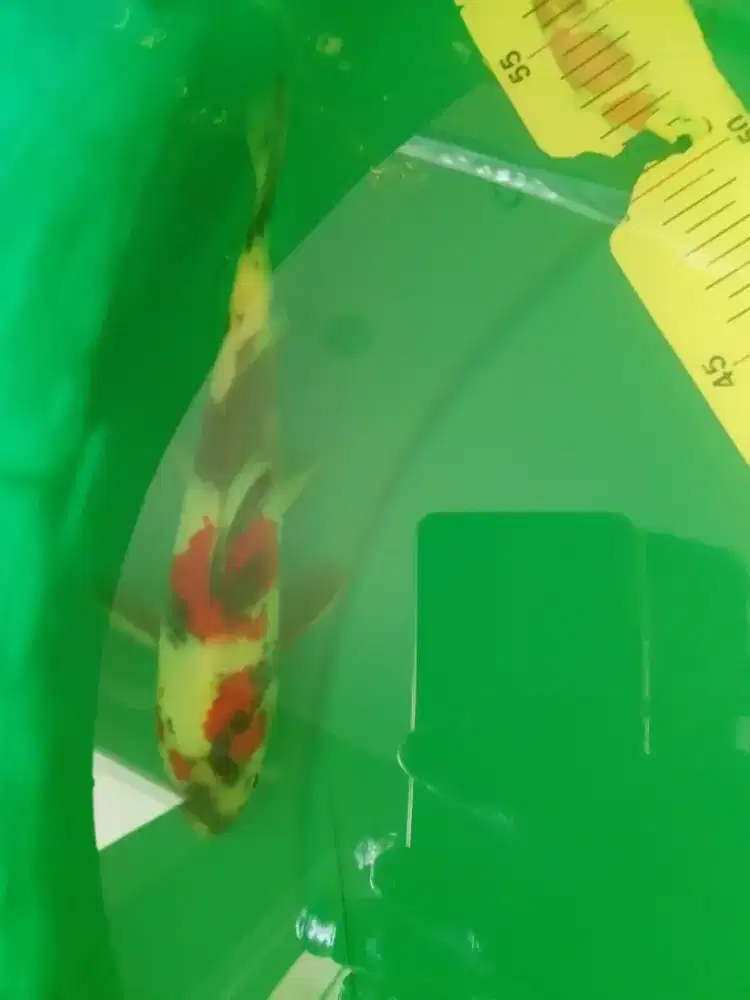 Ikan koi jenis Showa 23cm HQ