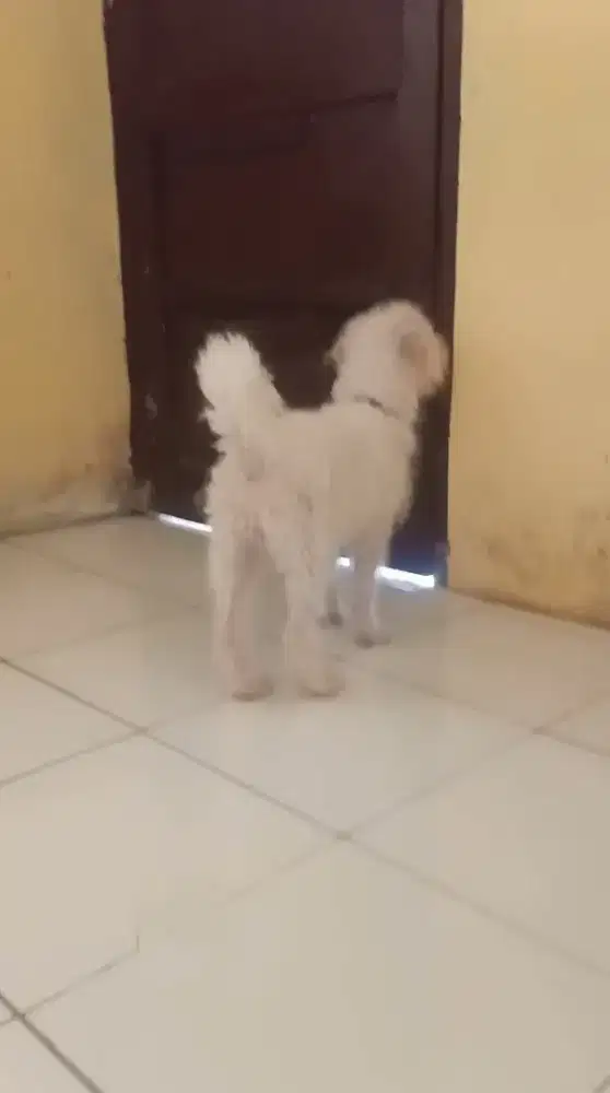 Bichon jantan umur 6 bulan..stb+ lengkap mumer