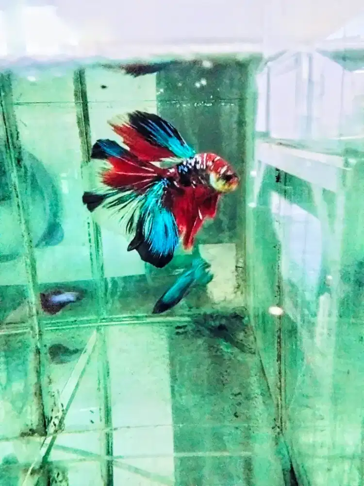 Ikan cupang HM ukuran besar