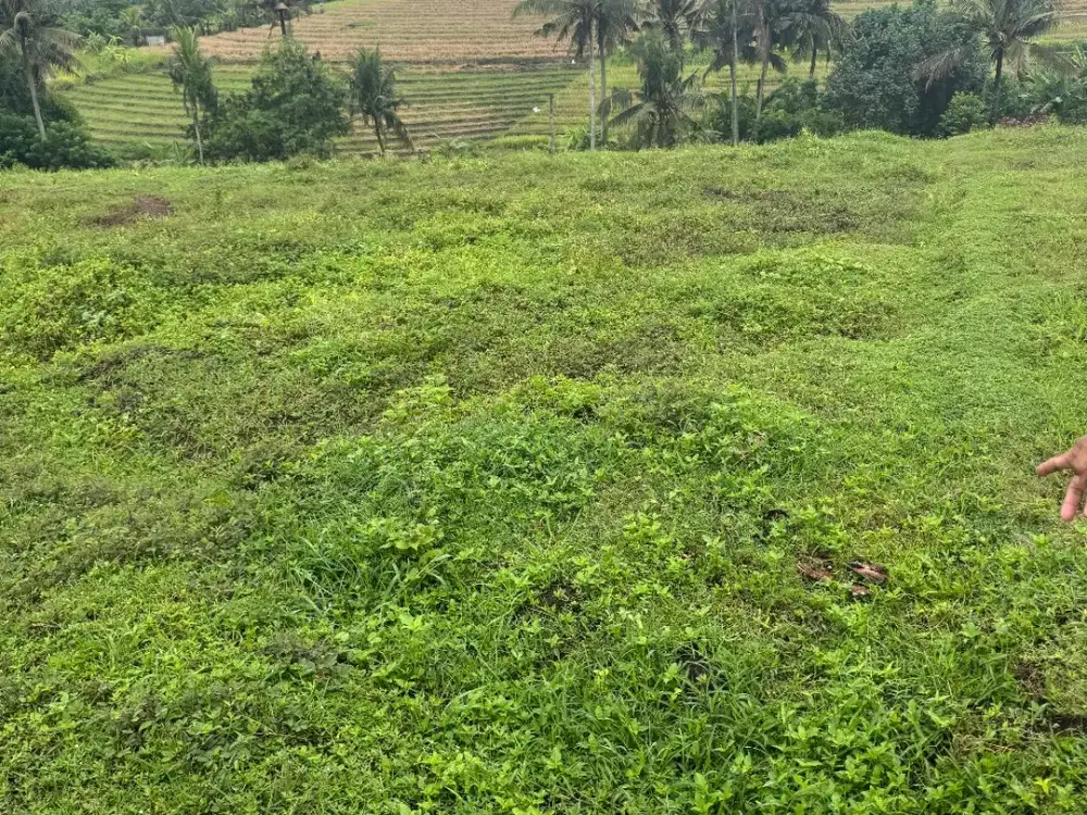 Tanah di meliling zona kuning