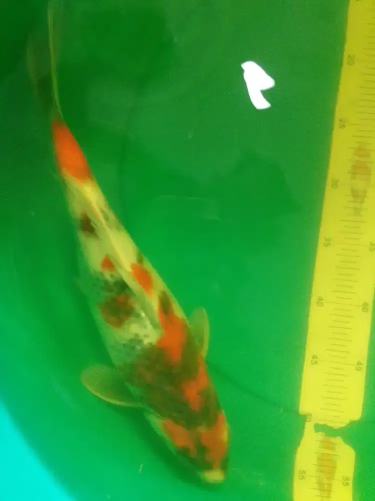 Ikan koi jenis Kage Showa 40cm warna metalik