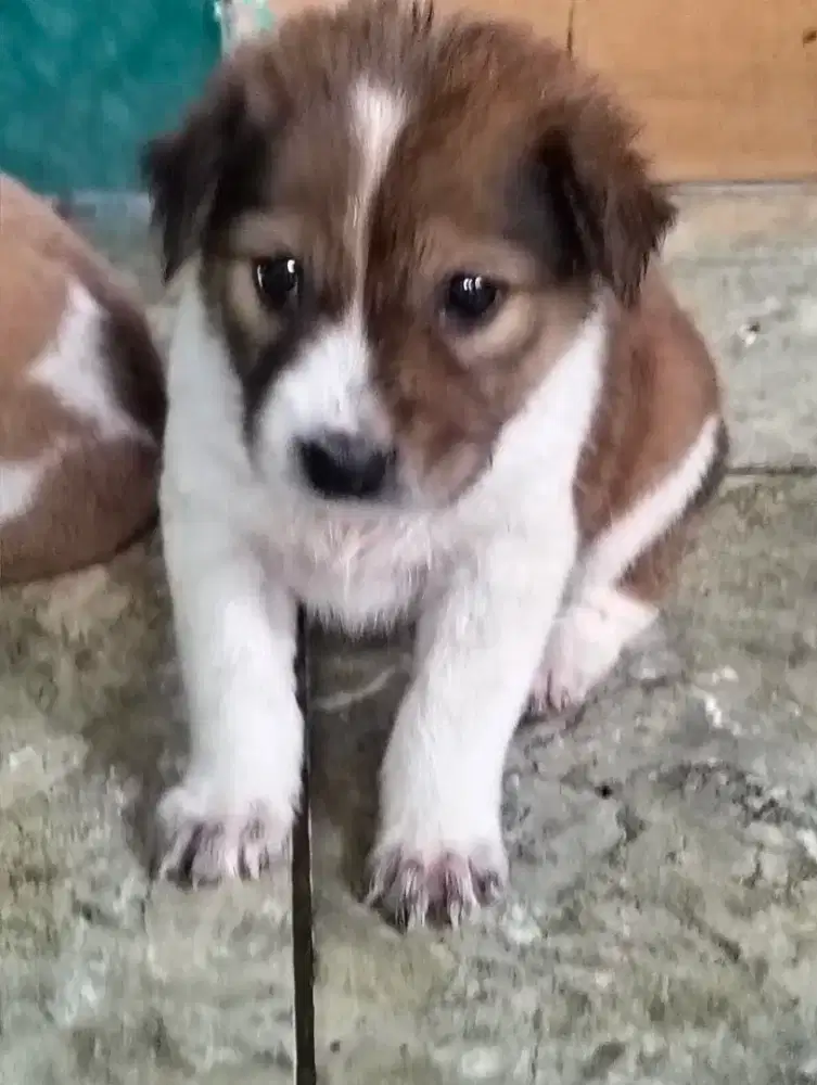 Anak anjing mix sehat