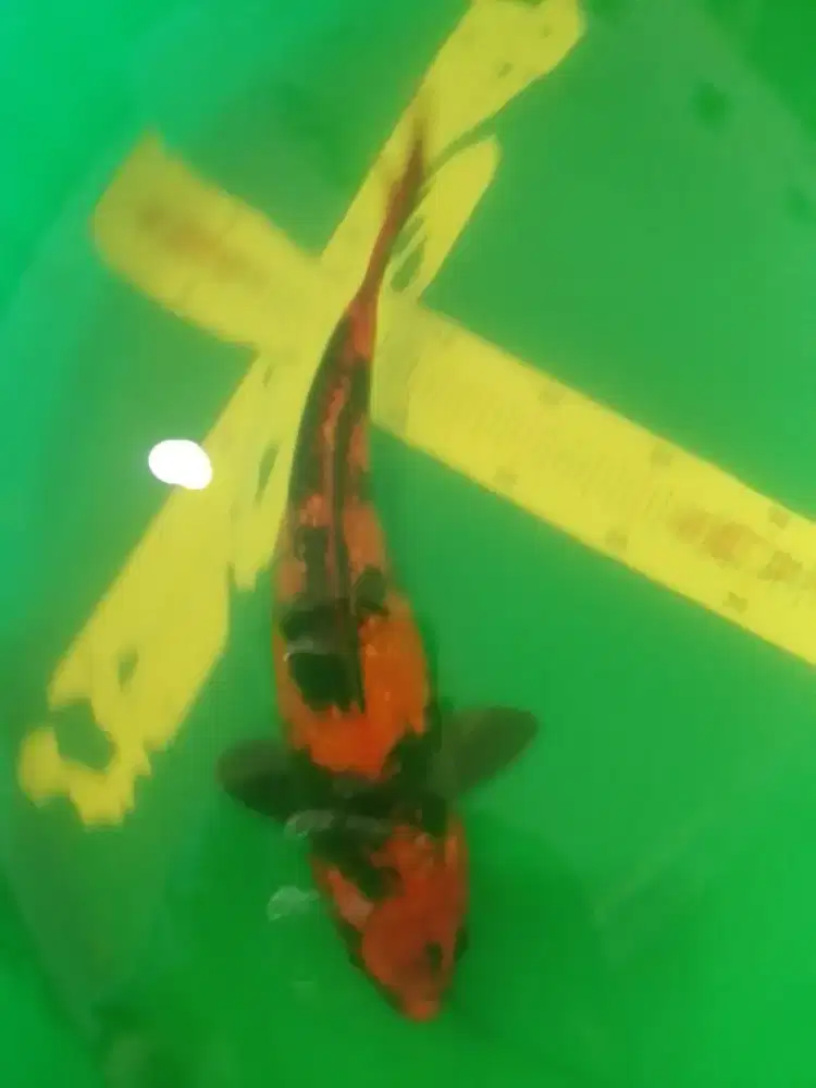 Ikan koi jenis Hi Utsuri Ginrin 38cm