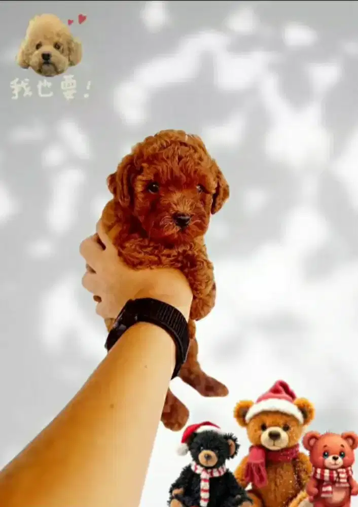 Anakan Red Toy Poodle