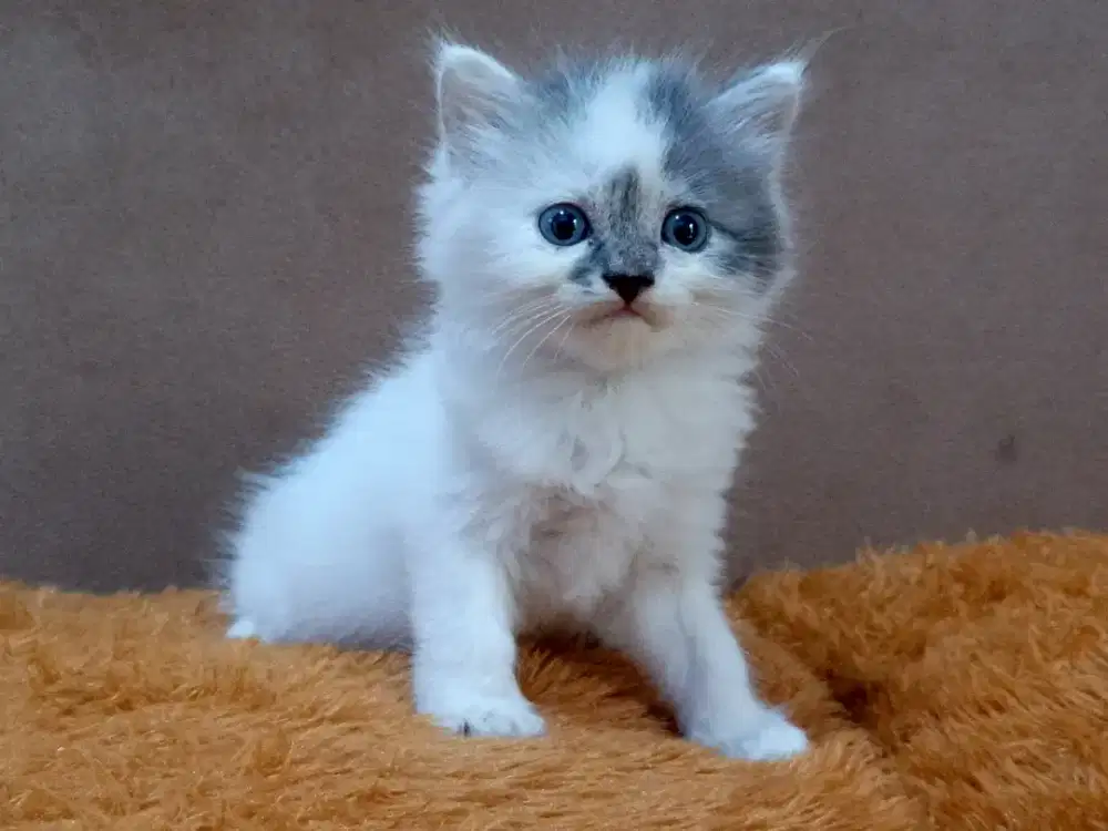 Kitten persia jantan 3 betina 1