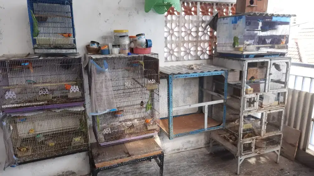 Jual Kenari Merlok dan lain2.