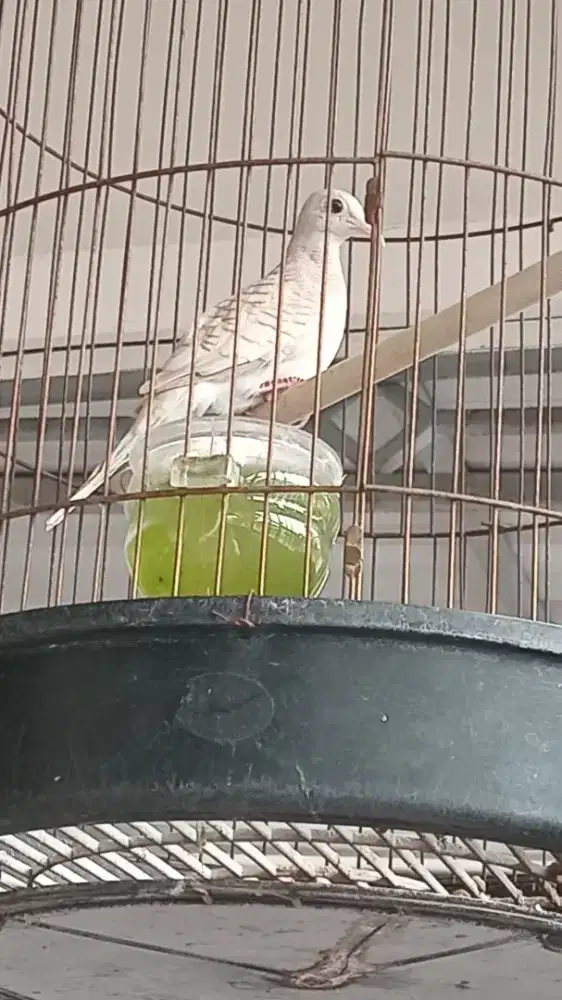 Jual perkutut udan mas