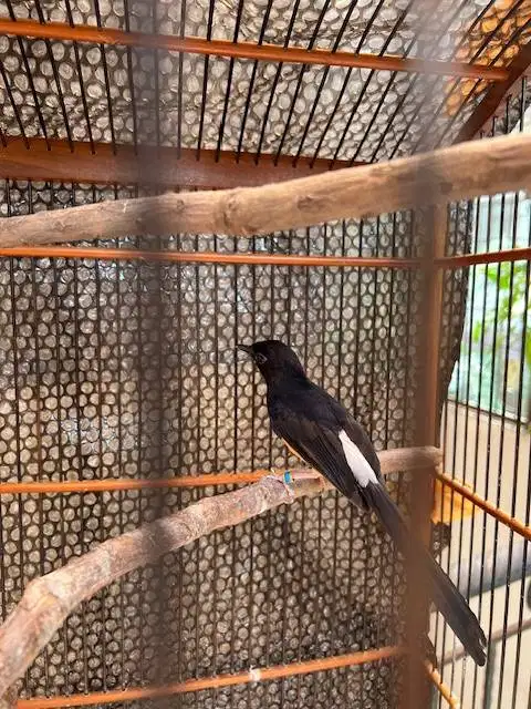Burung Murai Medan Pastol sehat tidak ada cacat