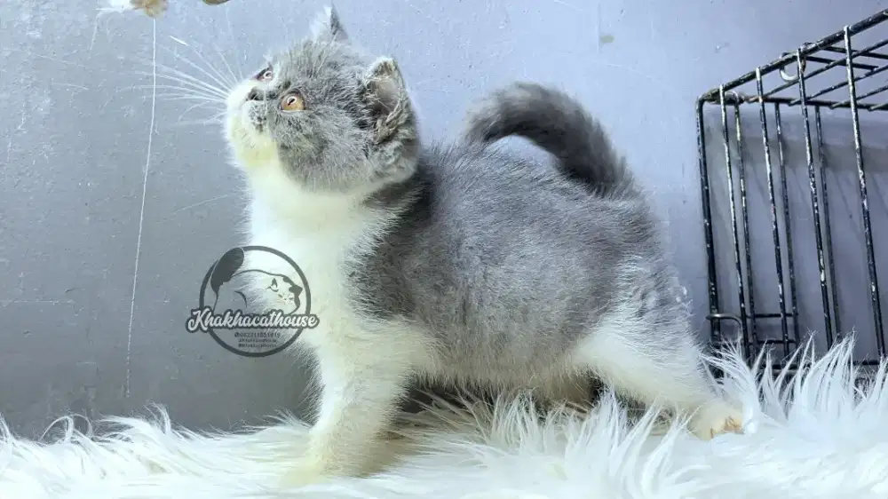 BSH Bulat bulat bulat bulat