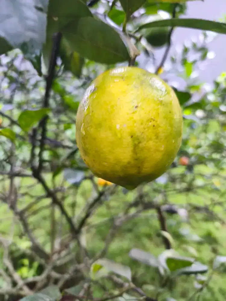 Di cari karyawan bisa masak goreng ayam dan bakar ayamada mess