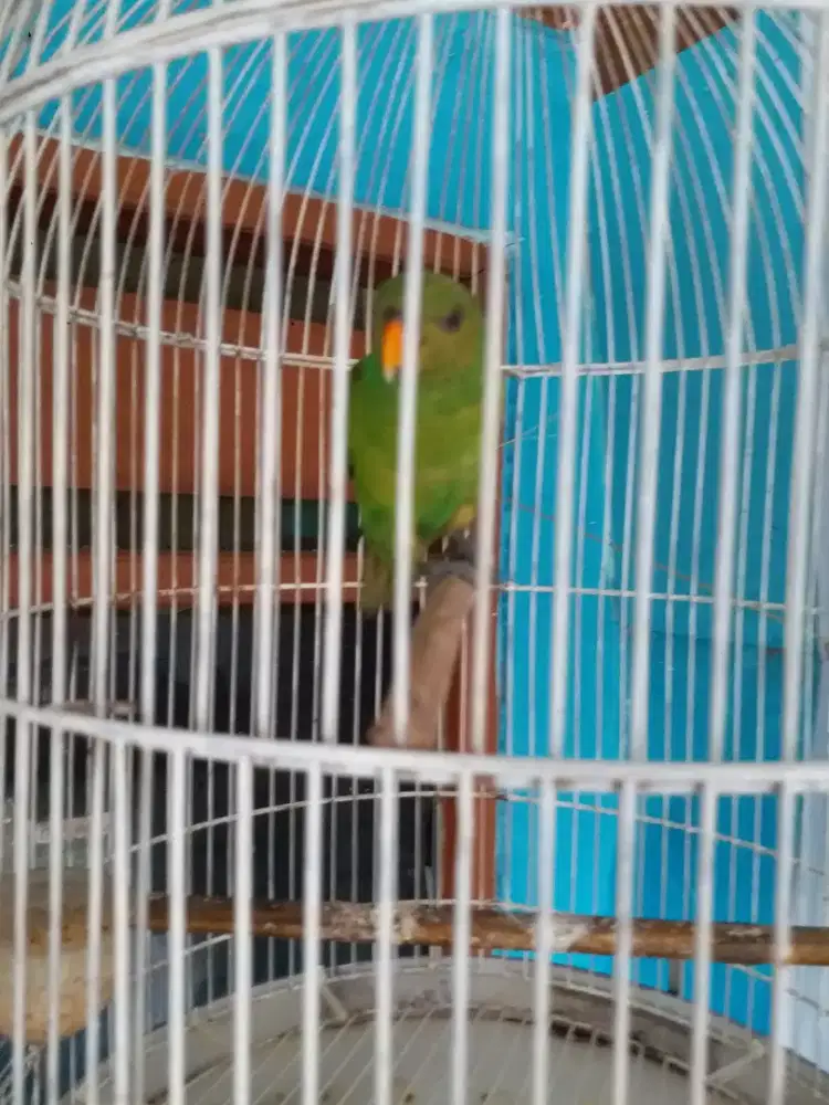 Burung brisik jinlat