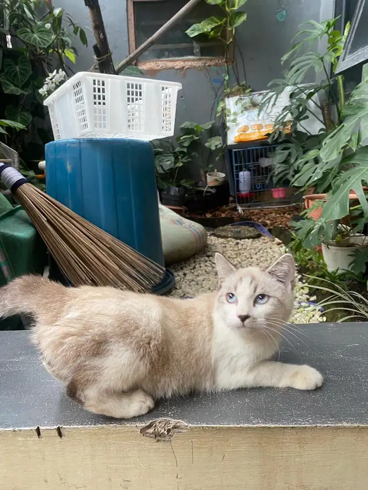 Kucing munchkin non standar mix ragdoll