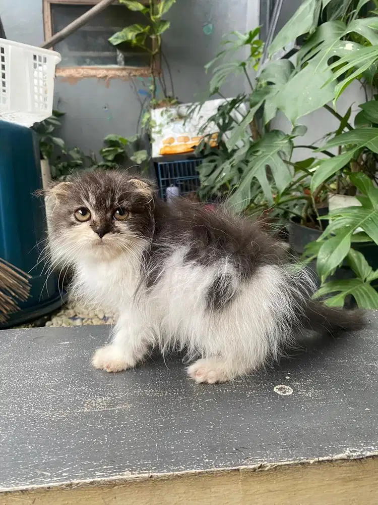 Kucing scottish fold longhair murah