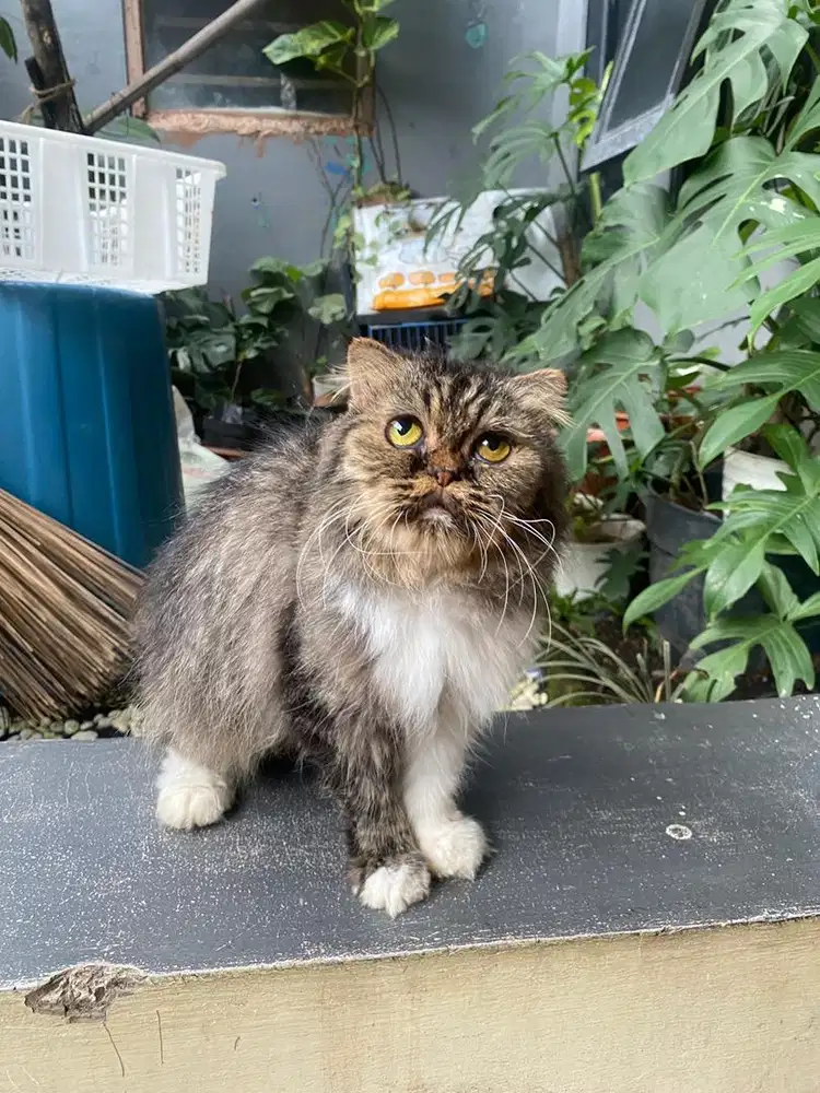 Indukan kucing scottish fold murah