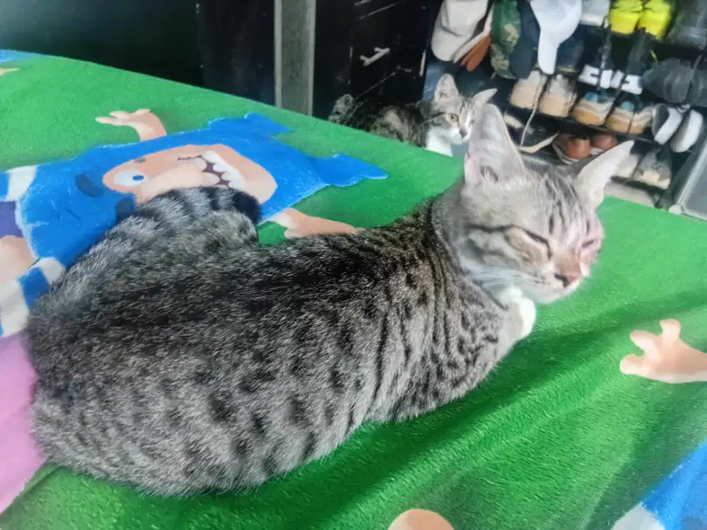 Adopsi kucing gratis