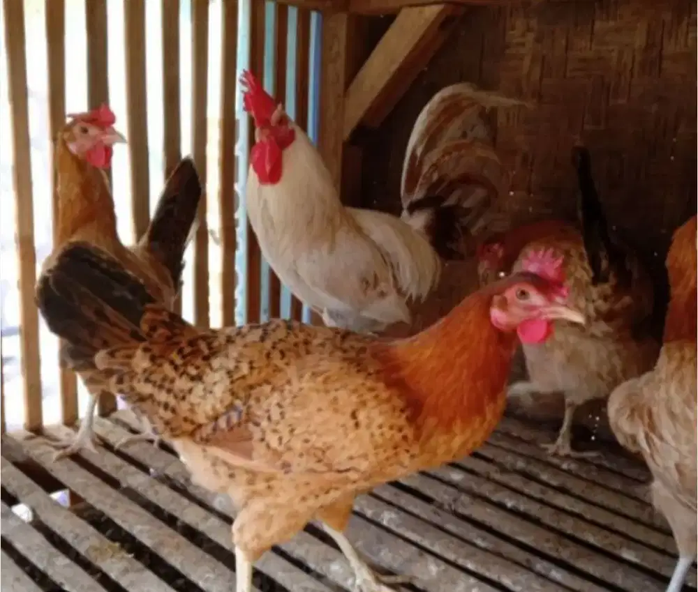 Ayam Elba siap produksi