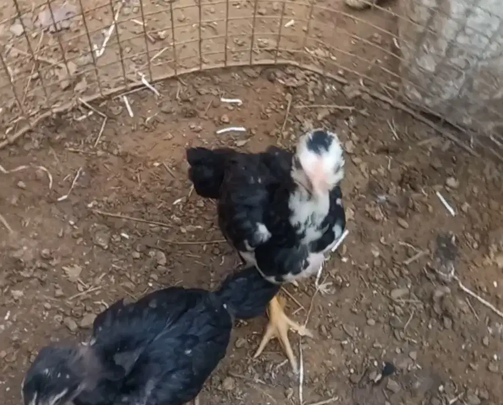 Anak ayam Siam silangan