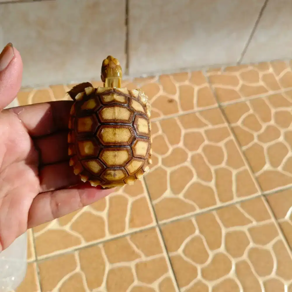 Sulcata kura kura darat