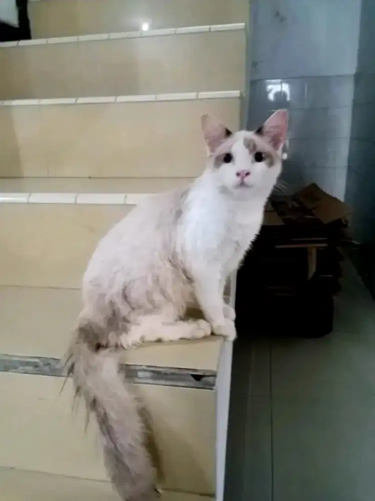 Anakan mix  kucing 3 - 4 bulan yg lucu dan menggemasakan