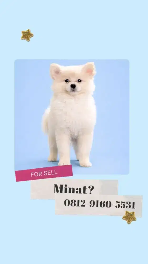 Jual pupy pemerian betina