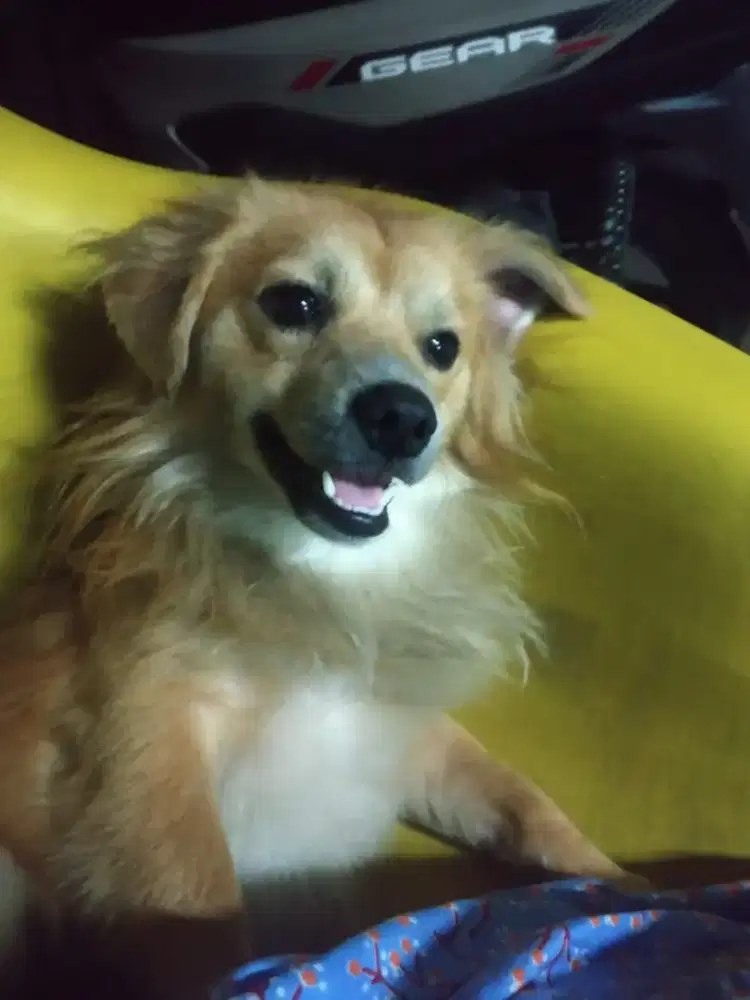 Jual anjing pom jntan 7 blan