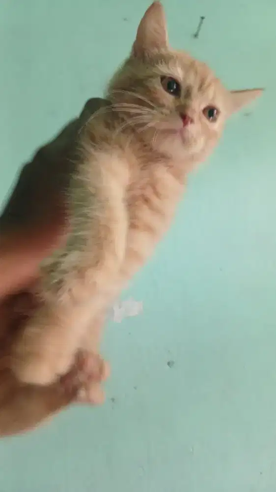 Kucing Scottish Straight Betina 3 bulan