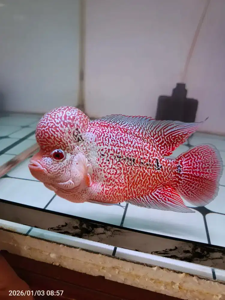 Louhan cencu 4 jari up