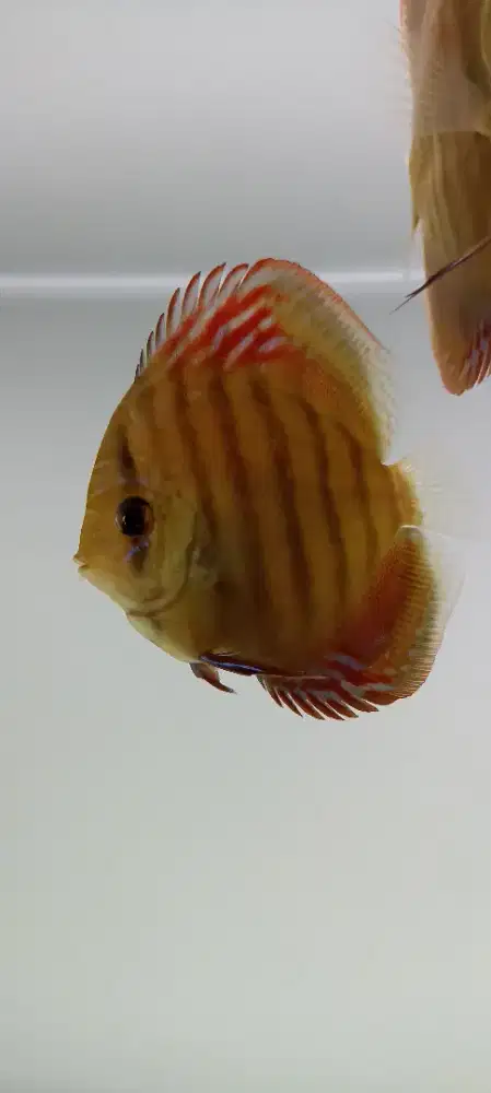 Ikan hias air tawar discus diskus