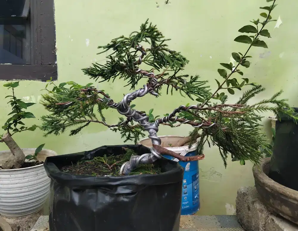 Bonsai green sinensis